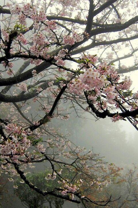 Enchanted Meadow Blossom Medley