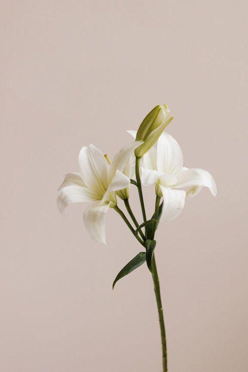 Moonlit Romance Aromatic Bloom Fusion